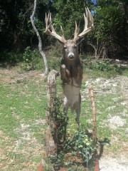 Lifesize Taxidermy Mounts