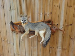 Lifesize Taxidermy Mounts