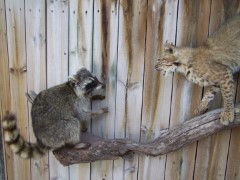 Lifesize Taxidermy Mounts