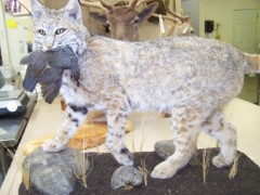 Lifesize Taxidermy Mounts