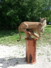 Lifesize Taxidermy Mounts