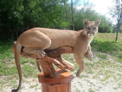 Lifesize Taxidermy Mounts