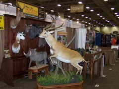 Lifesize Taxidermy Mounts