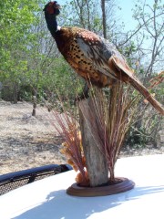 Lifesize Taxidermy Mounts