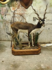 Lifesize Taxidermy Mounts