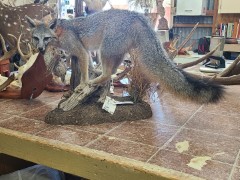 Lifesize Taxidermy Mounts