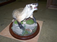 Lifesize Taxidermy Mounts