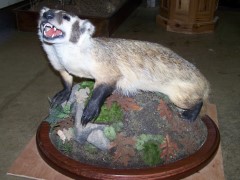 Lifesize Taxidermy Mounts