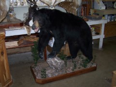 Lifesize Taxidermy Mounts