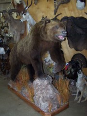 Lifesize Taxidermy Mounts