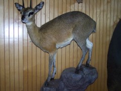 Lifesize Taxidermy Mounts