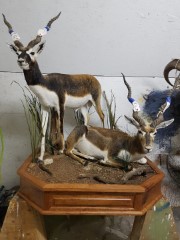 Lifesize Taxidermy Mounts