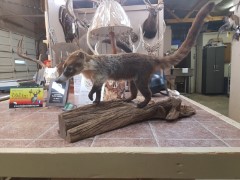 Lifesize Taxidermy Mounts