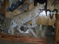 Lifesize Taxidermy Mounts