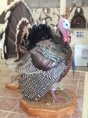 Lifesize Taxidermy Mounts