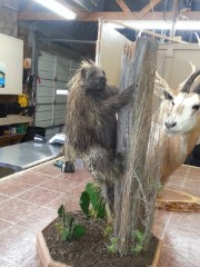 Lifesize Taxidermy Mounts