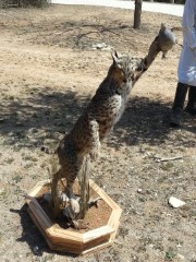 Lifesize Taxidermy Mounts