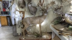 Lifesize Taxidermy Mounts