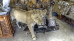 Lifesize Taxidermy Mounts