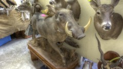 Lifesize Taxidermy Mounts