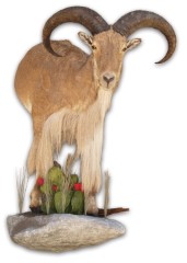 Lifesize Taxidermy Mounts