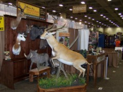 Pedestal Taxidermy Mounts