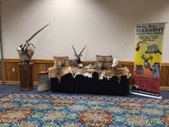 Pedestal Taxidermy Mounts