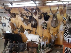 Pedestal Taxidermy Mounts