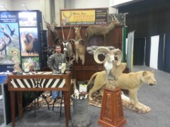 Pedestal Taxidermy Mounts