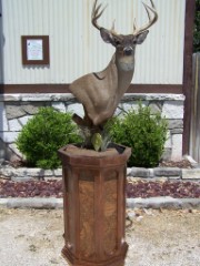 Pedestal Taxidermy Mounts