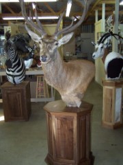 Pedestal Taxidermy Mounts