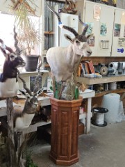 Pedestal Taxidermy Mounts