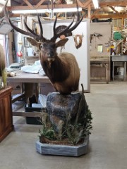 Pedestal Taxidermy Mounts