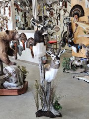 Pedestal Taxidermy Mounts