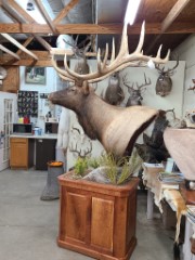 Pedestal Taxidermy Mounts