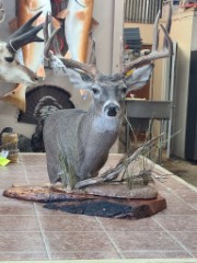 Pedestal Taxidermy Mounts