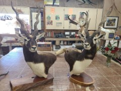 Pedestal Taxidermy Mounts