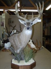 Pedestal Taxidermy Mounts