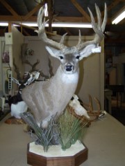 Pedestal Taxidermy Mounts