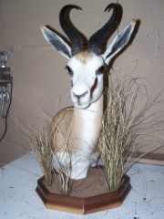 Pedestal Taxidermy Mounts