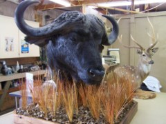 Pedestal Taxidermy Mounts