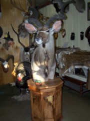 Pedestal Taxidermy Mounts