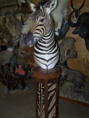 Pedestal Taxidermy Mounts