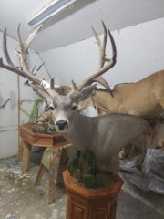 Pedestal Taxidermy Mounts