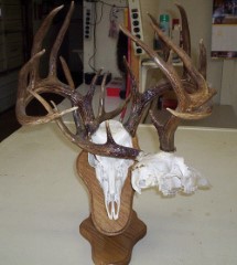 Taxidermy Information